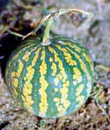 Citron Watermelon Red Seeded Citron