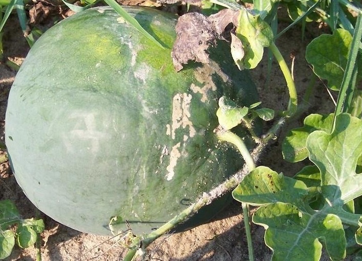 Watermelon Verona