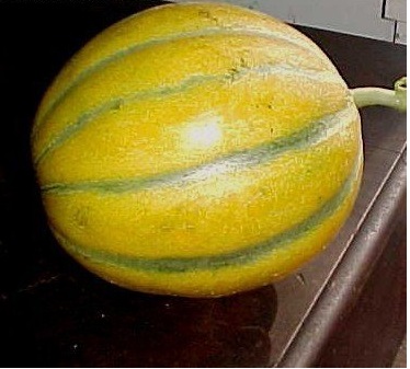 Melon Ogen