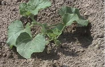 Cantaloupe Burpee Hybrid