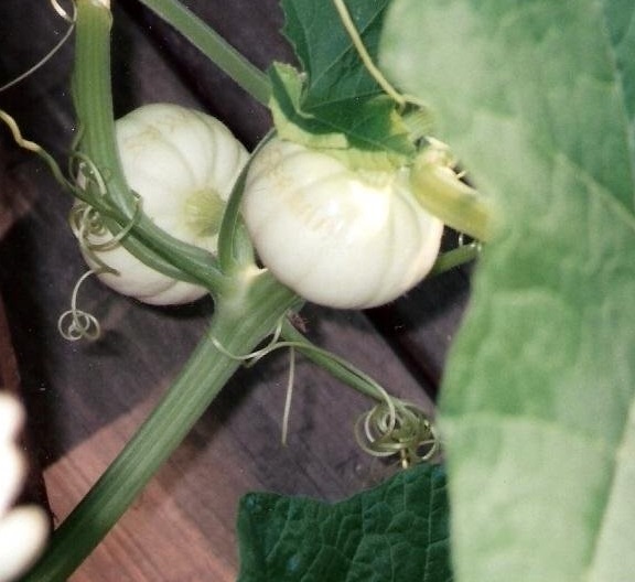 Pumpkin, Winter Squash Baby Boo