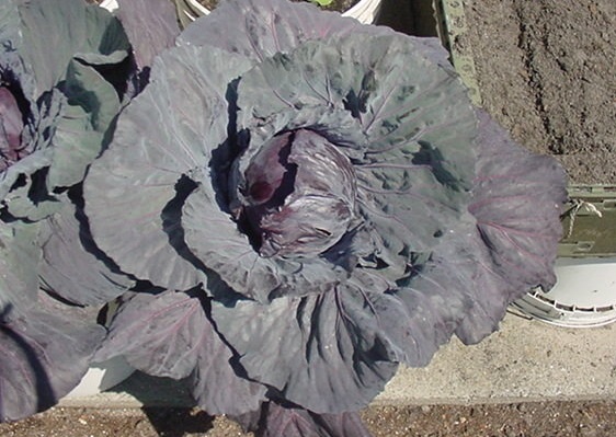 Cabbage, Red Mammoth Red Rock