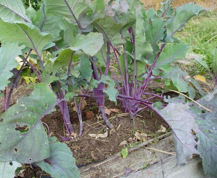 Kohlrabi Early Purple Vienna