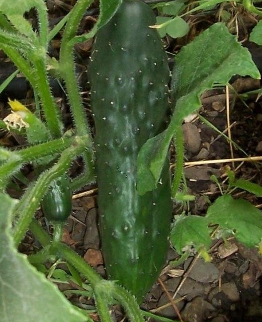 Cucumber Poinsett 76