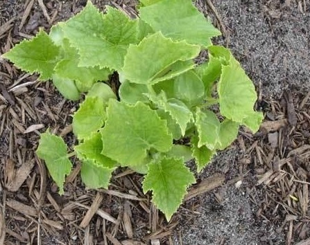Cucumber White Wonder