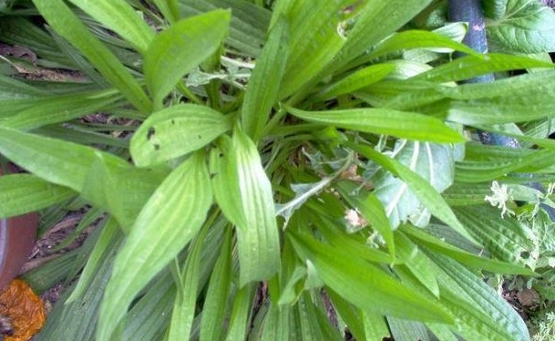 Plantain, Rats Tails, Travellers Foot, Waybread, Cuckoos Bread Giant