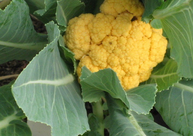 Brassica, Orange Cauliflower Cheddar