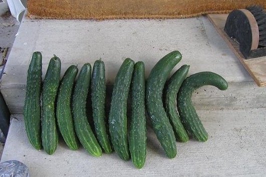 Cucumber Orient Express