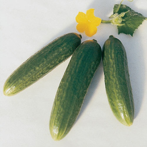 Cucumber Muncher