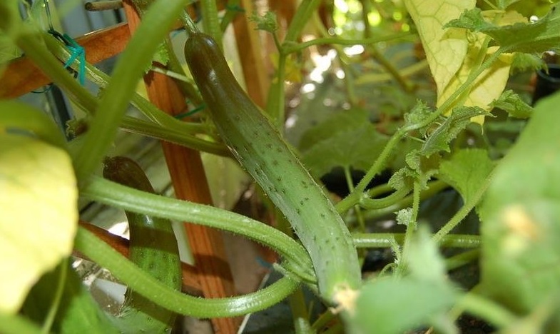 Cucumber Tasty Jade