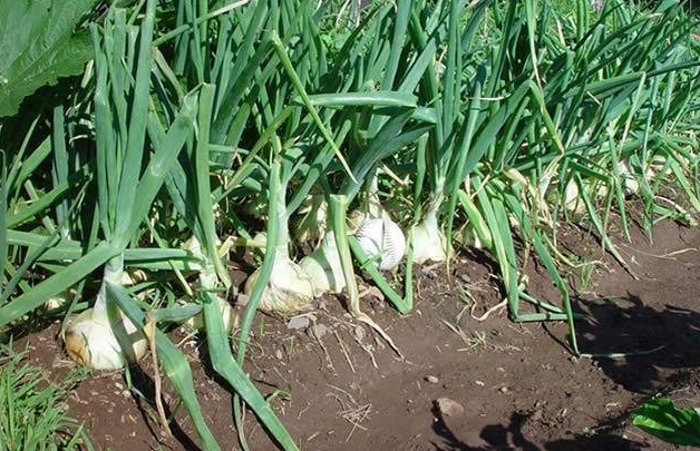 Allium, Garden Onion, Edible Onion Walla Walla Sweet