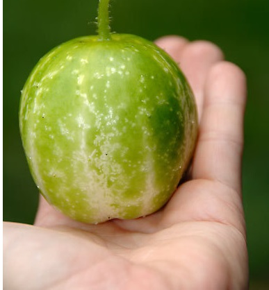 Cucumber Richmond River Green Apple