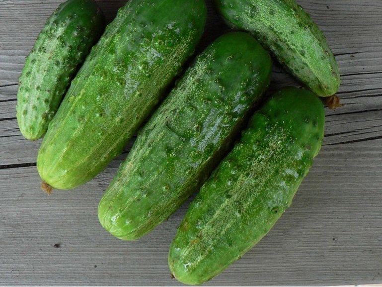 Cucumber Early Russian
