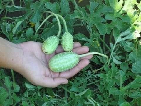 Cucumber West India Gherkin