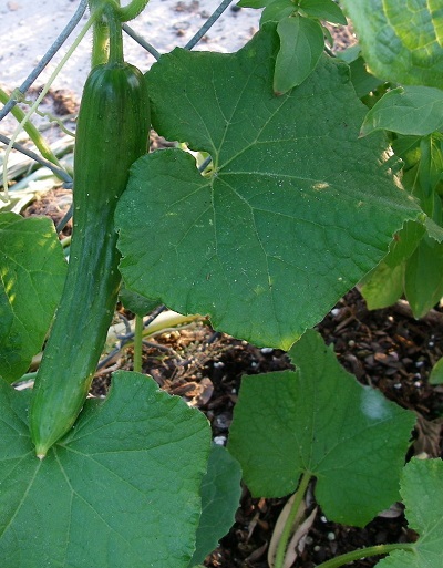 Cucumber, Japanese Soarer