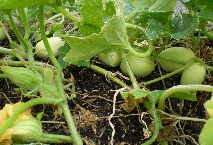 Cucumis, Cucumber Crystal Apple