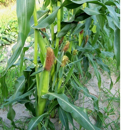 Sweet Corn Serendipity