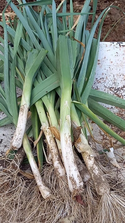 Allium, Leek, Garden Leek Large American Flag