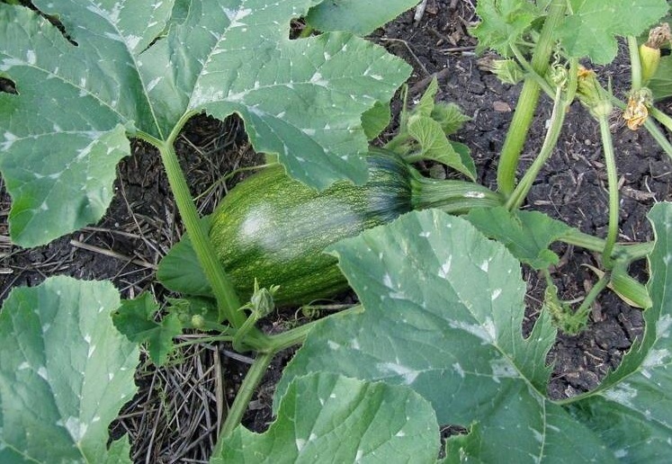Pumpkin, Winter Squash Howden