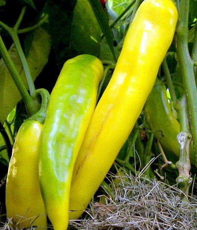 Hot Pepper NuMex Sunrise