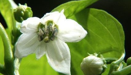 Sweet Pepper Biscayne