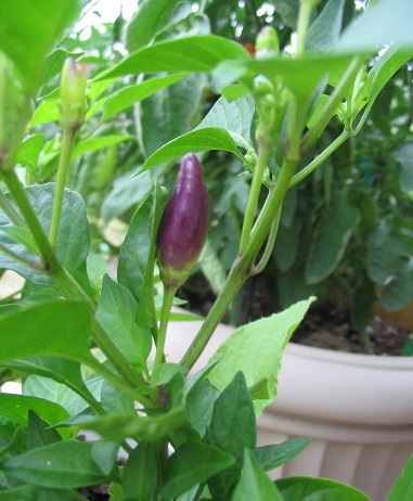 Capsicum, Ornamental Pepper NuMex Twilight