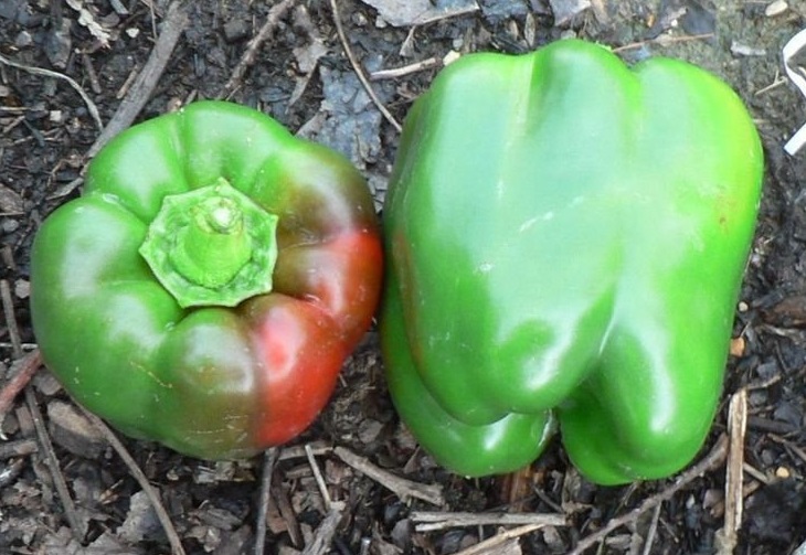 Bell Pepper Bell Boy