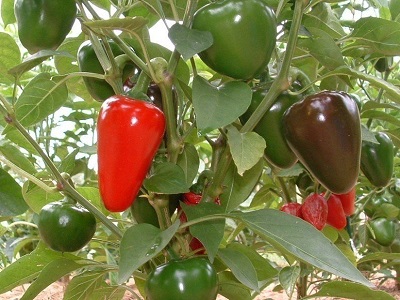 Hot Pepper Cherry Bomb
