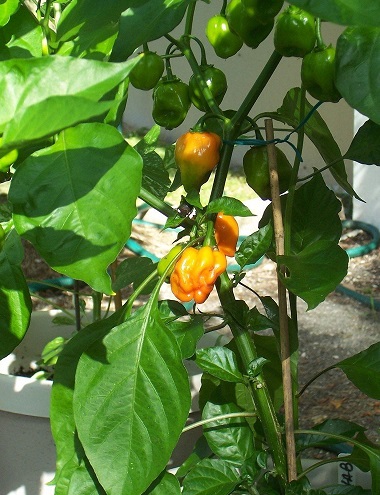 Hot Pepper Orange Habanero