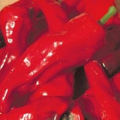Sweet Pepper Melrose