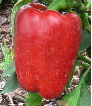 Bell Pepper Red Beauty