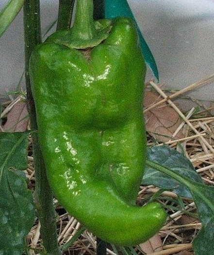 Hot Pepper Beaver Dam