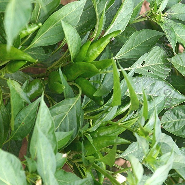 Hot Pepper Mirasol