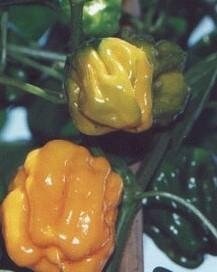 Hot Pepper Yellow Mushroom