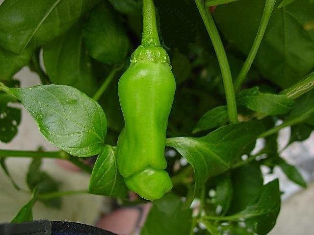 Capsicum, Hot Pepper Red Peter
