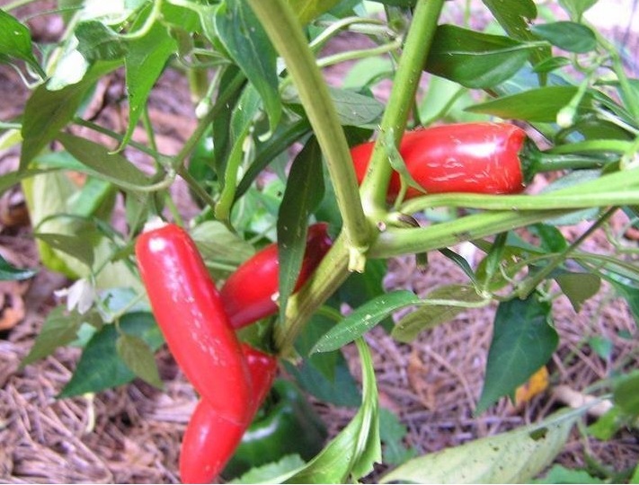 Hot Pepper Serrano Chili