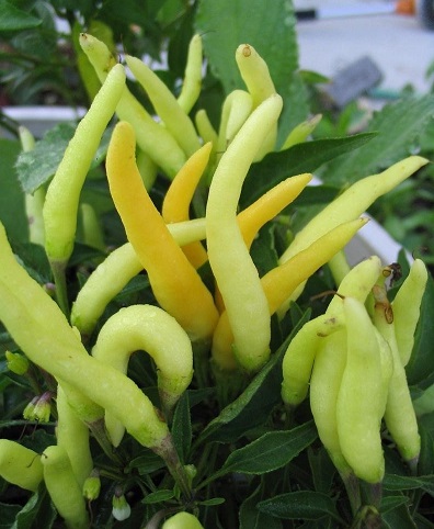 Capsicum, Ornamental Pepper Medusa