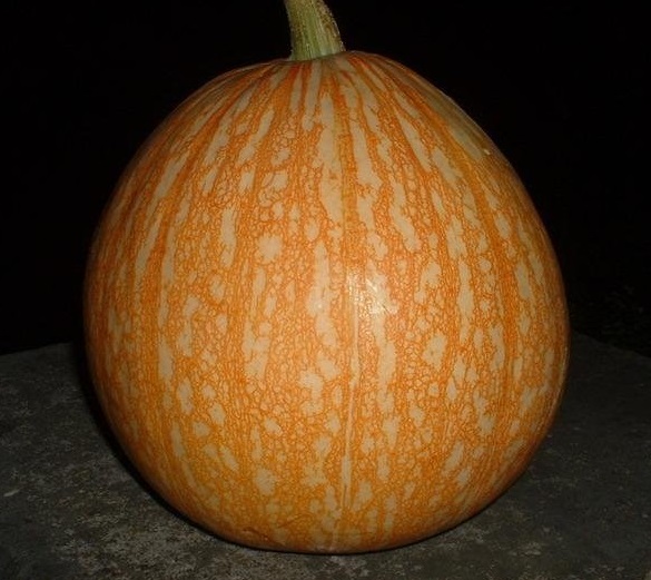 Cucurbita, Pumpkin, Winter Squash One Too Many