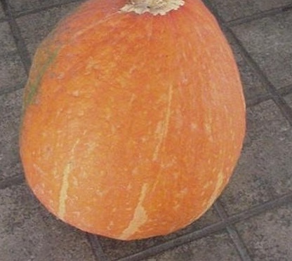 Kabocha Squash, Japanese Pumpkin Red Warty Thing