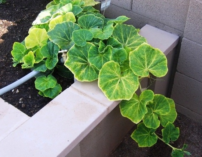 Butternut Squash, Winter Squash Autumn Glow