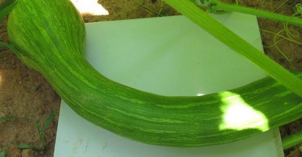 Butternut Squash, Winter Squash Neck Pumpkin