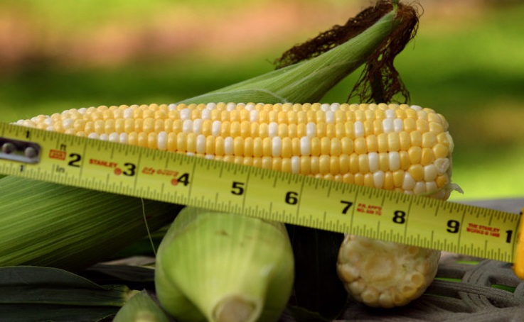 Sweet Corn (SH2) Mirai 301BC