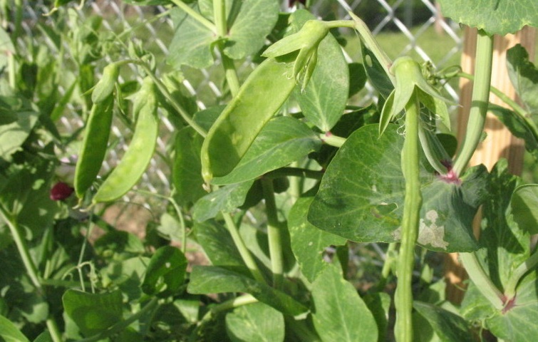 Pisum, Oriental Pea, Snow Pea Dwarf Grey Sugar