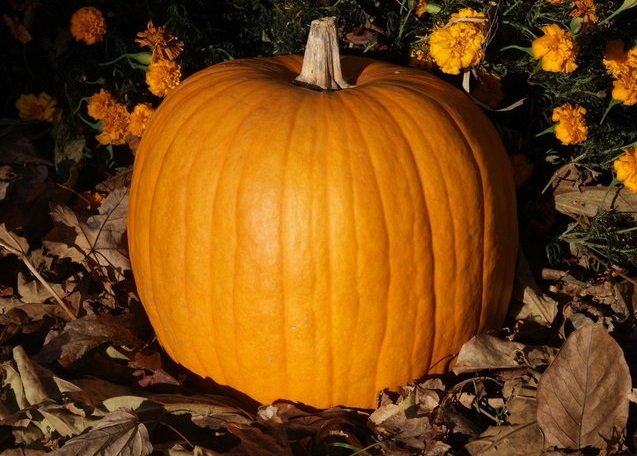 Pumpkin, Winter Squash Connecticut Field
