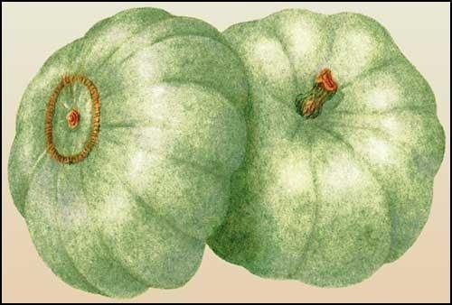 Pumpkin, Winter Squash Crown Prince