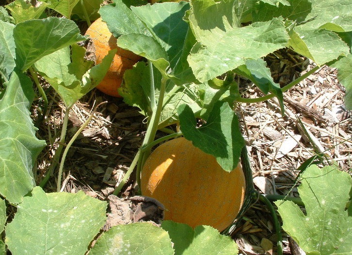Pumpkin, Winter Squash Winter Luxury Pie