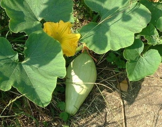 Pumpkin, Winter Squash Sibley