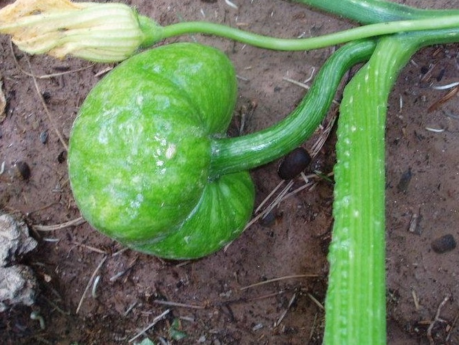 Pumpkin, Winter Squash Triamble