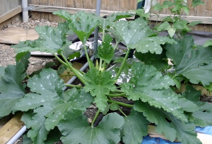 Zucchini, Courgette, Summer Squash Tigress