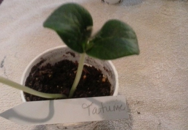 Straightneck Squash, Summer Squash Tatume